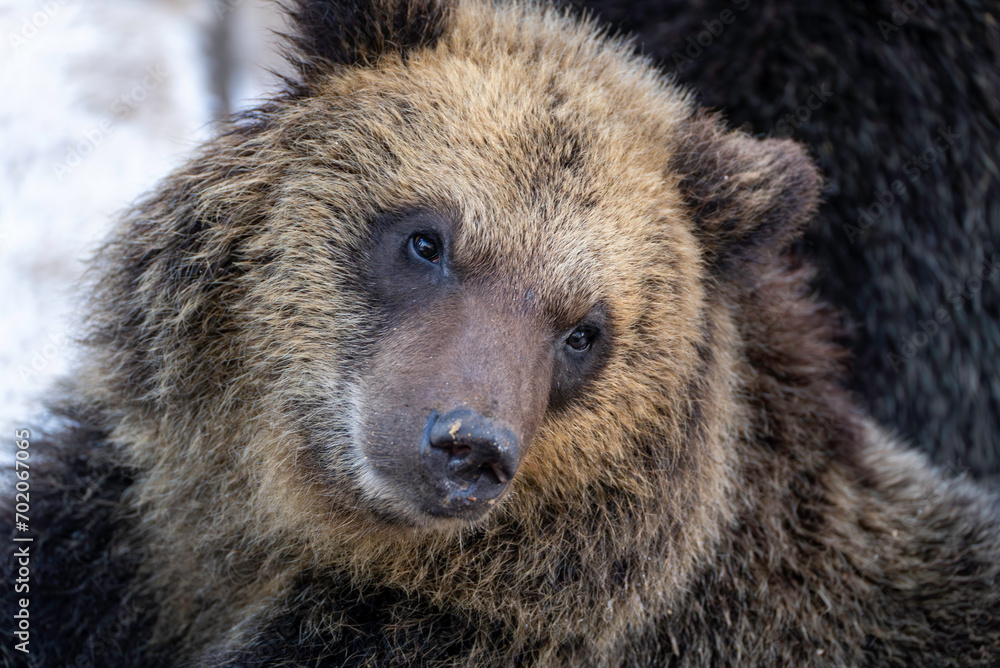 Obraz premium 首をかしげる子熊