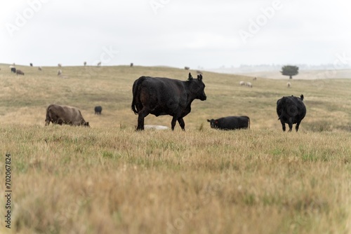 Close up of Angus and Murray Grey Cows eating long pasture in Australia.