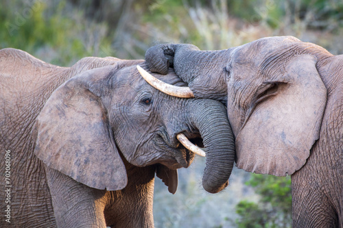 Two young African elephants play fighting. Close-up of the heads, tusks, ears and eyes. Elephants in their natural environment. 