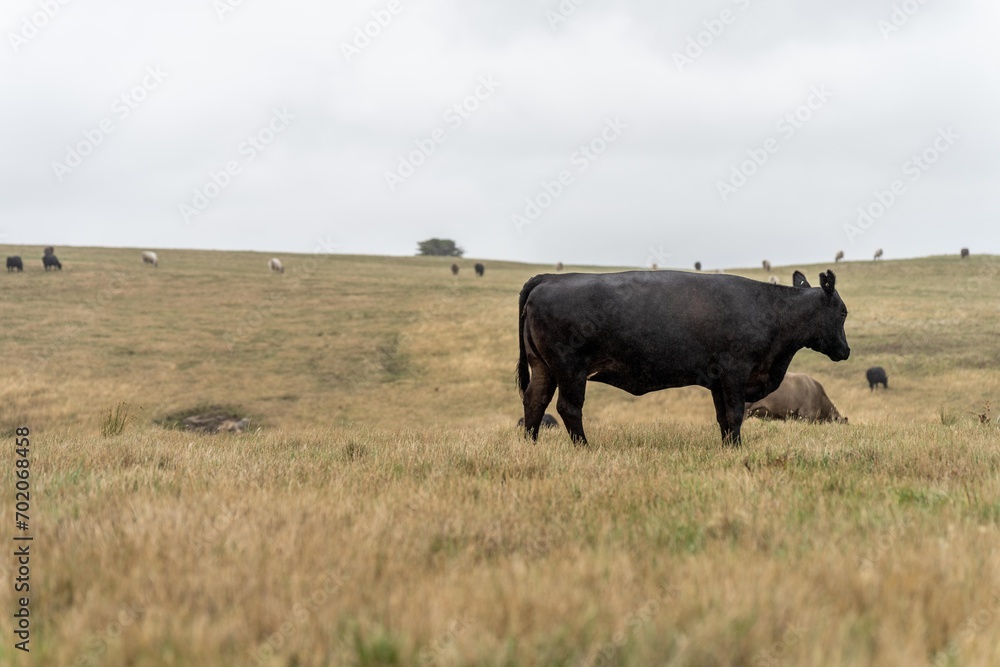 Cow face close up looking at camera. Black Wagyu cow in australia Cow face close up looking at camera. Black Wagyu cow in australia