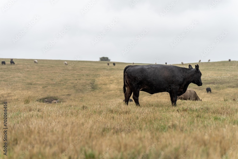 Cow face close up looking at camera. Black Wagyu cow in australia