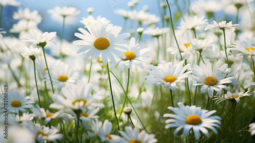 A field of daisies stretched