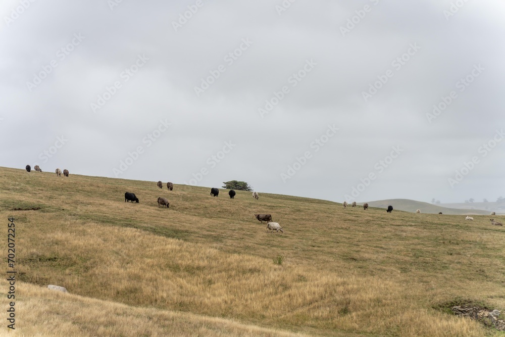 stud wagyu and angus beef cows in a paddock free range in australia, in a dry grass field in the day stud wagyu and angus beef cows in a paddock free range in australia, in a dry grass field in the day