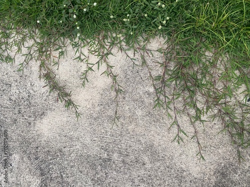 Green grass texture on the cement floor. Background, close up