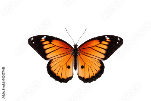 Fashionable Butterfly Design Isolated on Transparent Background