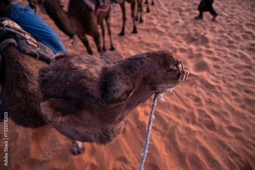 camels in the desert in Morocco