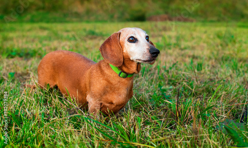 A dachshund hunting dog stands sideways on the grass. The dog is old and has a gray muzzle. It has a collar. Training. The photo is horizontal and blurry