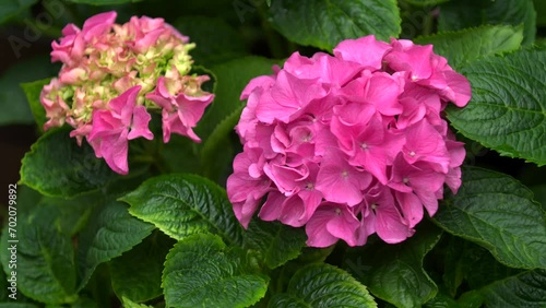 Focus pull of hydrangea pink flower with green leafs. photo