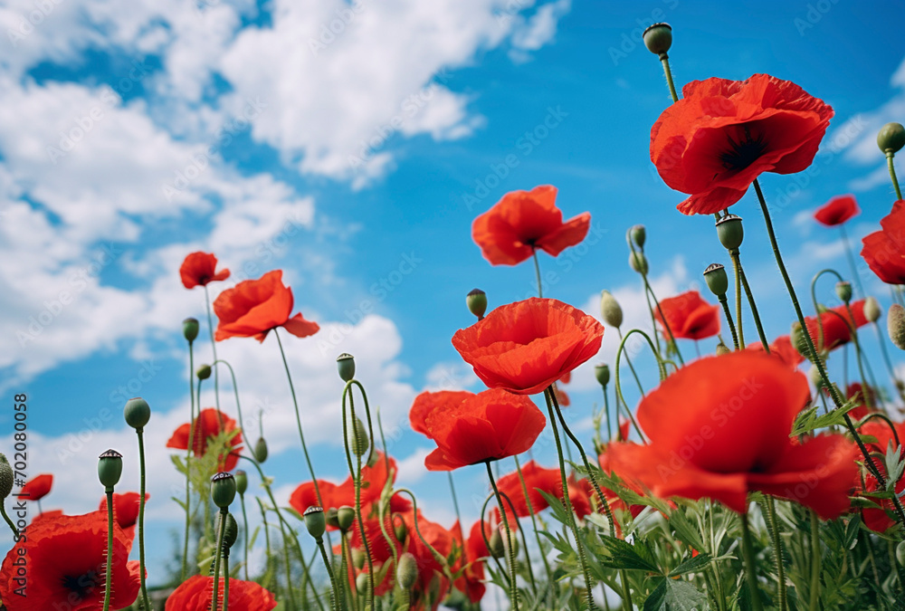 Obraz premium Field of Poppies