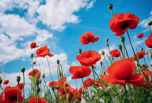 Field of Poppies 