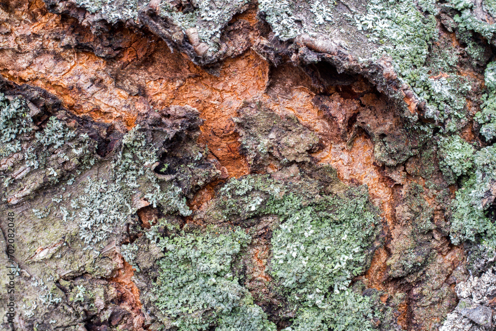 Bark of an old tree with mosses and lichens close-up. Old cherry bark. Bark of an old tree with mosses and lichens close-up. Old cherry bark.