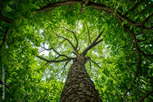 looking up a tree with green leaves