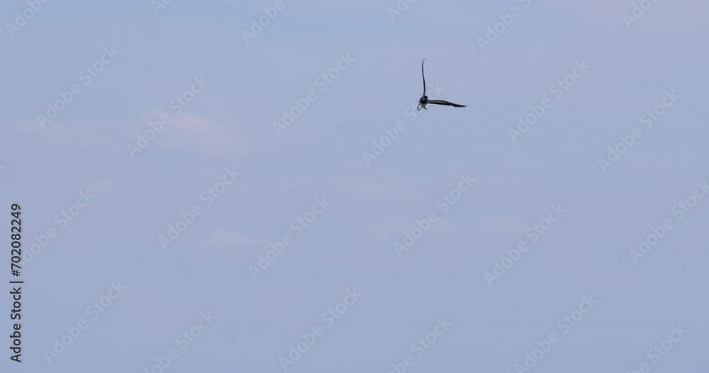 Camera tracks flight of lapwing against blue sky full of clouds Camera tracks flight of lapwing against blue sky full of clouds