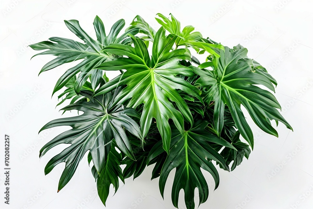 a green plant with large leaves a green plant with large leaves