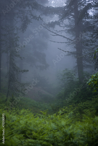 morning in the forest © Mert