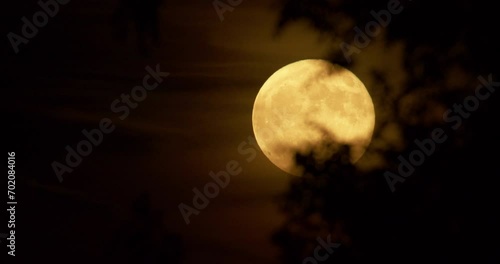 Time lapse close up footage of full moon captured from behind the tree