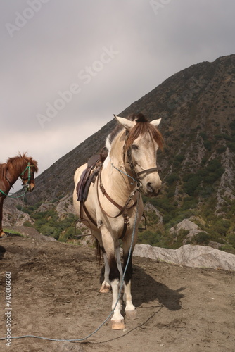 The horses that are used to climb the slopes and descend the very beautiful slopes of Mount Bromo, these horses have very high endurance and are strong