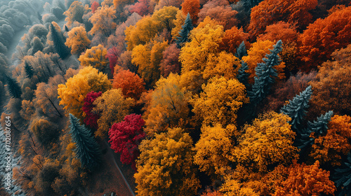 Aerial view of the autumn forest. Autumn foliage colors.