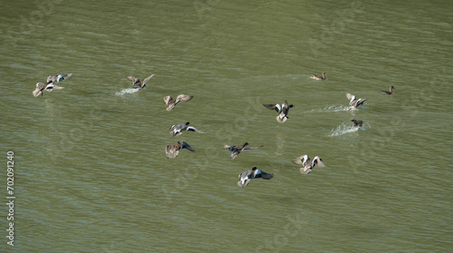 flock of wigeons flying over the water