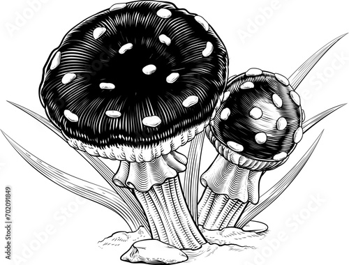 Foto Mushrooms toadstools original illustration drawing in a vintage engraved woodcut