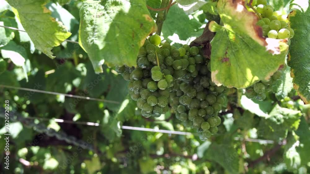 Close-Up of Dewy Green Grapes on Vine in Verdant Vineyard Close-Up of Dewy Green Grapes on Vine in Verdant Vineyard