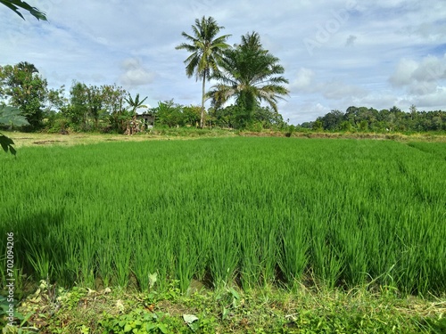 photo of a model view of rice fields in Indonesia