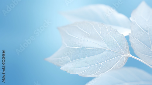 Beautiful white skeletonized leaf on light blue background with round bokeh. Expressive artistic image of beauty and purity of nature.
