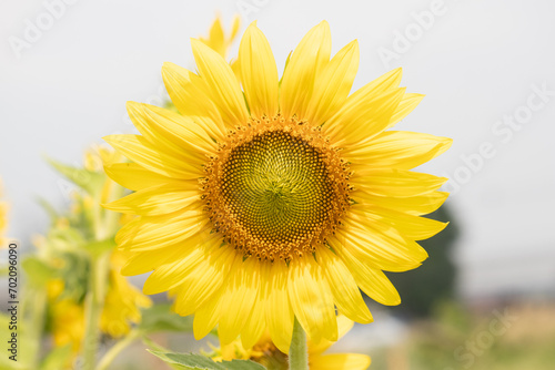 close up of blooming sunflower
