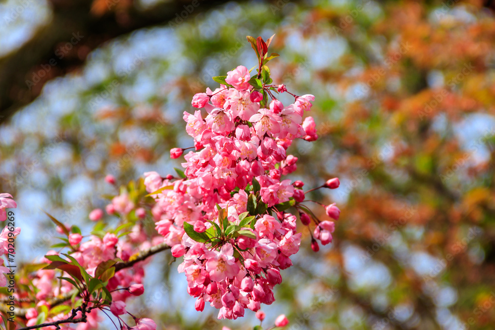 Pink blossoming cherry tree in garden at spring Pink blossoming cherry tree in garden at spring