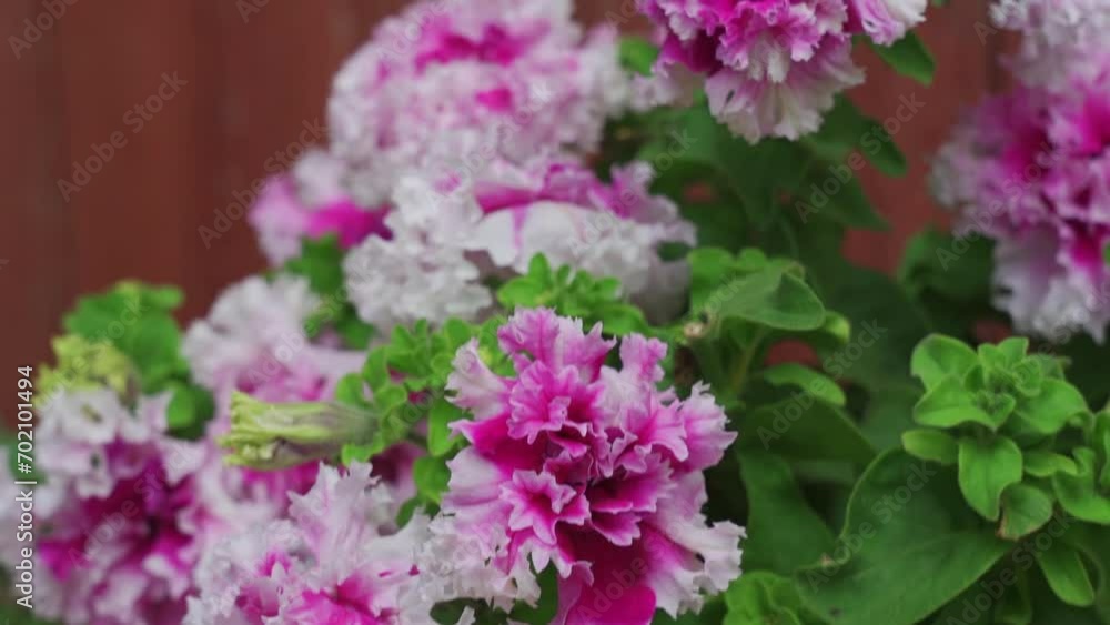 Terry petunia flowers against the old wooden wall of the house Terry petunia flowers against the old wooden wall of the house