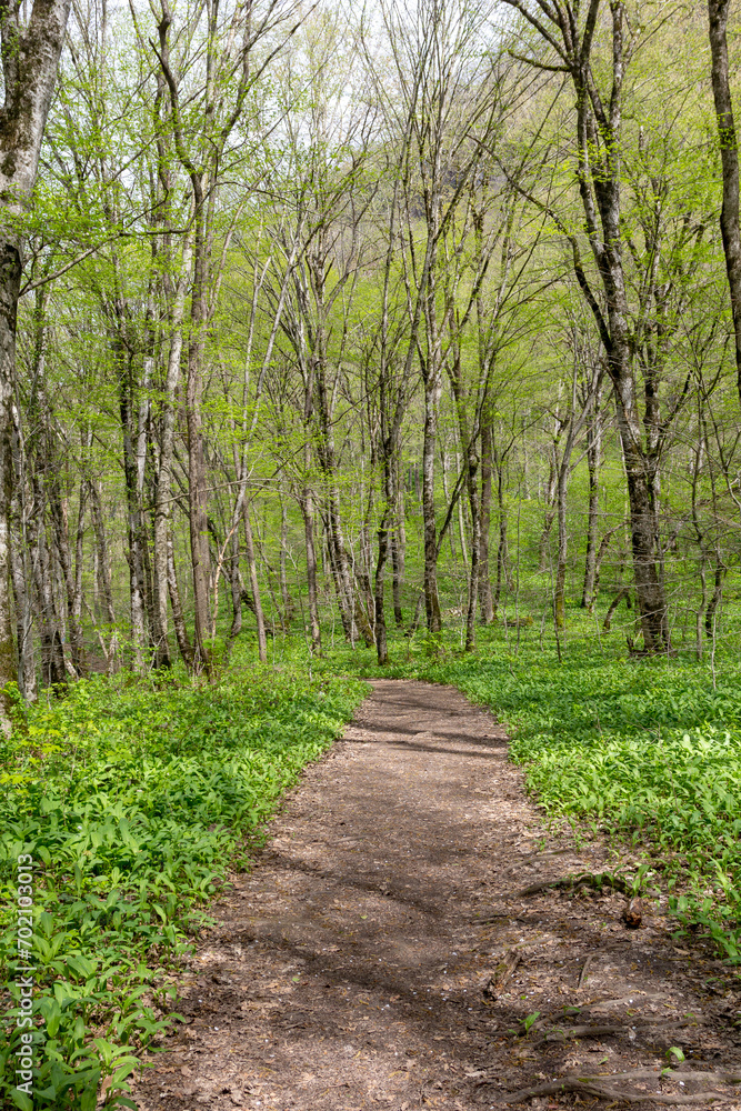 Spring walks in nature on a dirt road leading to the forest. Spring walks in nature on a dirt road leading to the forest.