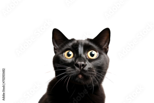 Funny black shorthair cat picture Looks surprised isolated on transparent background,png file