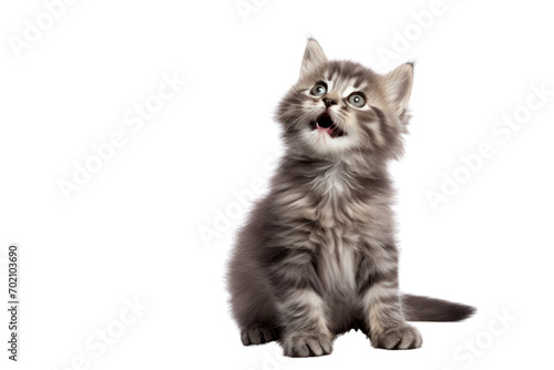 Cute funny kitten isolated on transparent background,png file