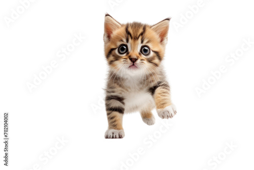 funny kitten. isolated on transparent background,png file