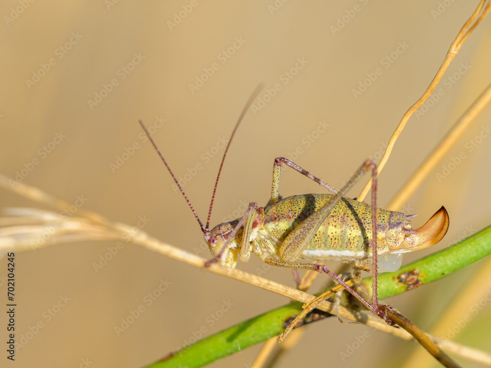 Fototapeta premium A green grasshopper sitting on a plant