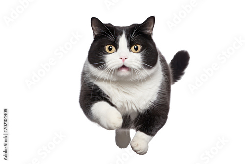 Playful black and white fat cat running and jumping isolated on transparent background,png file