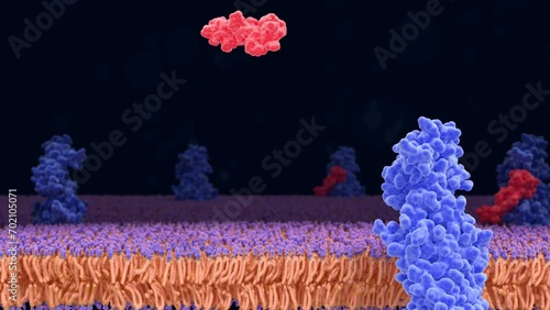 Semaglutide drug binding to GLP-1 receptor photo