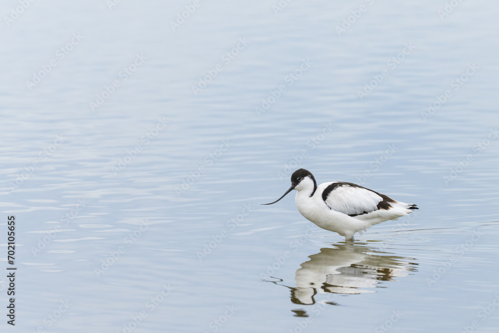 A Pied Avocet walking in shallow water A Pied Avocet walking in shallow water