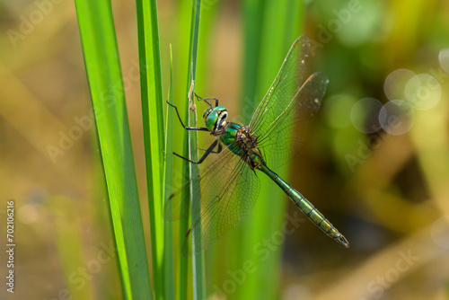 A Brilliant Emerald dragonfly resting on a plant photo