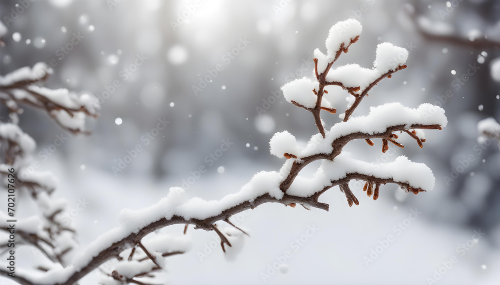 Branch with Snow - Winter Branch with Snow - Winter