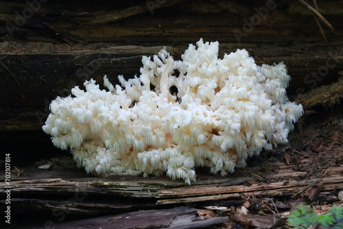 Coral tooth fungus, Hericium coralloides, wild mushroom from Finland