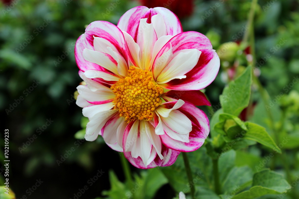 Dahlie, Dahlia Dahlie, Dahlia
