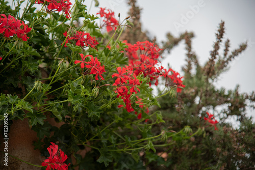 red flowers in the garden