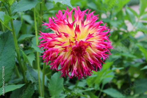 Dahlie rosa-pink-gelb Blüte, Garten 