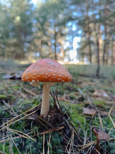 mushroom in the forest