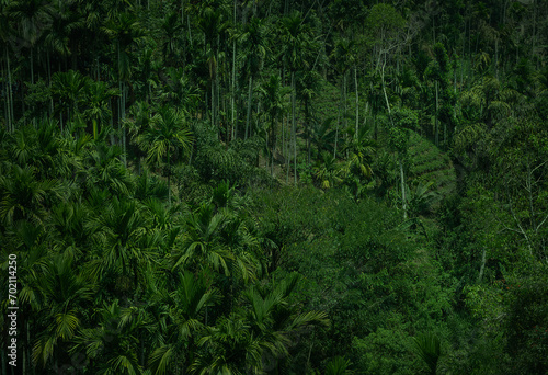  Rainforest jungle aerial view, with palms