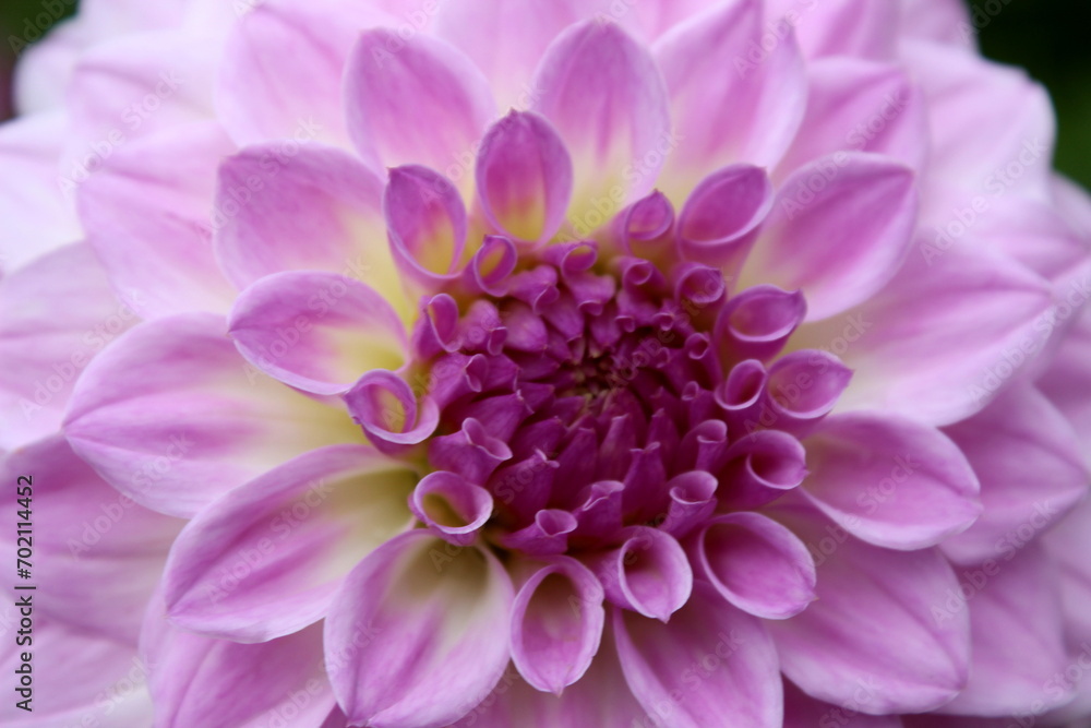 Dahlie rot-violett Blüte, Garten 