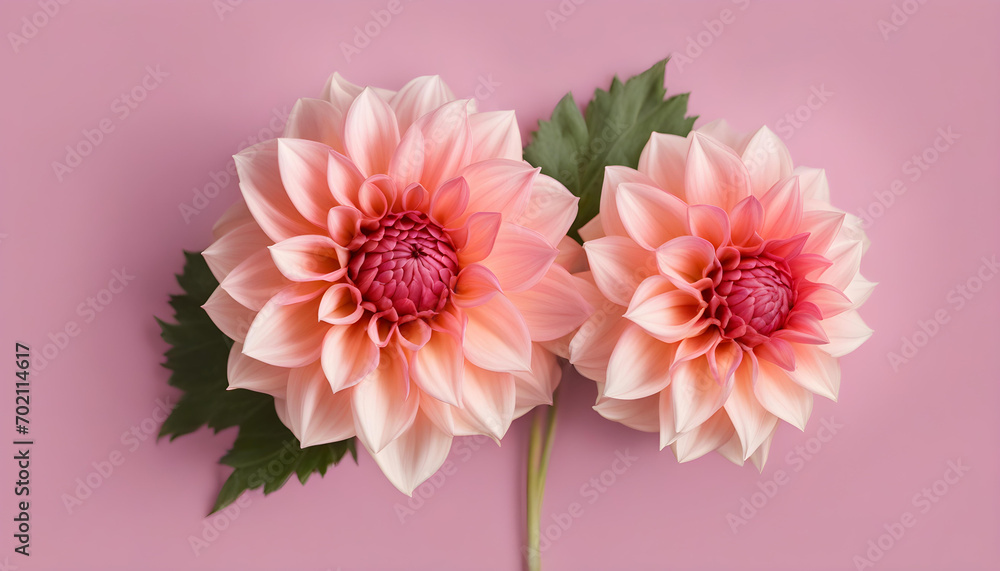 Top view of one Dahlia flower on a white background.