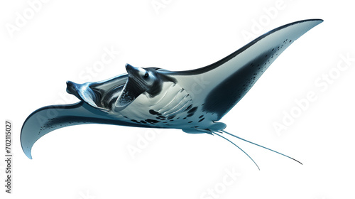 A swimming manta ray isolated on a transparent background