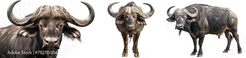 African buffalo collection (portrait, front view, side view) isolated on a white background, animal bundle photo